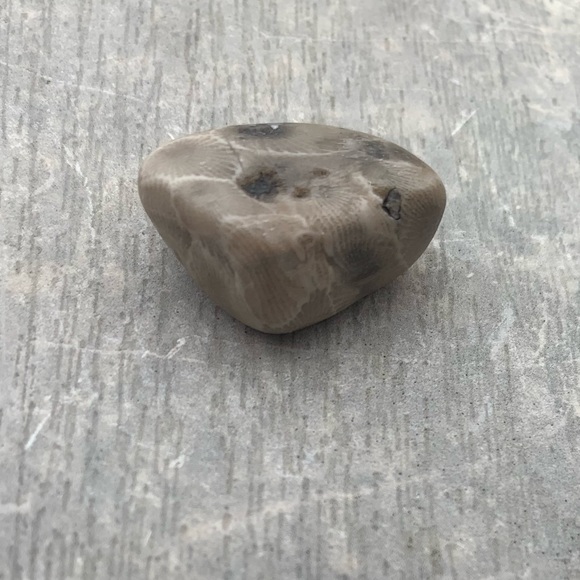 Petoskey stone - Picture 2 of 4